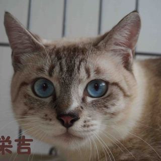 綺麗なブルーアイ　栄吉君