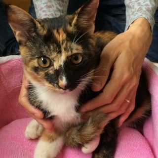 5月生まれの甘えん坊の三毛猫ちゃん