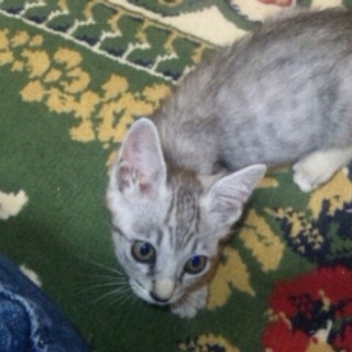 ベンガル柄の男の子 グレー  2ヶ月 一時募集停止