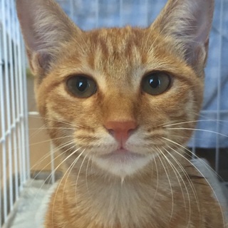 甘えん坊な女の子