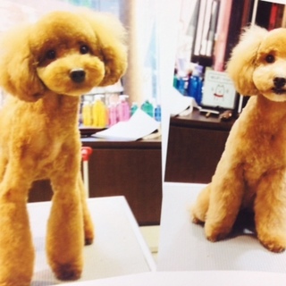 甘えたプードル（４歳）