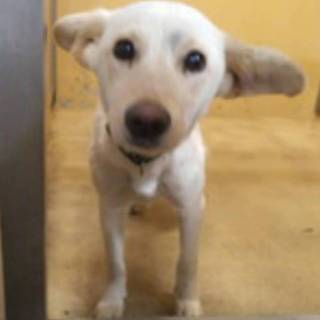 里親様に譲渡されました。有り難うございます。