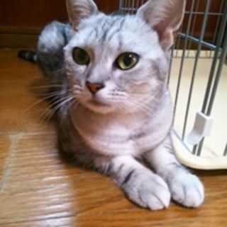 アメショとスコ　１歳　二匹一緒に飼ってくださる方