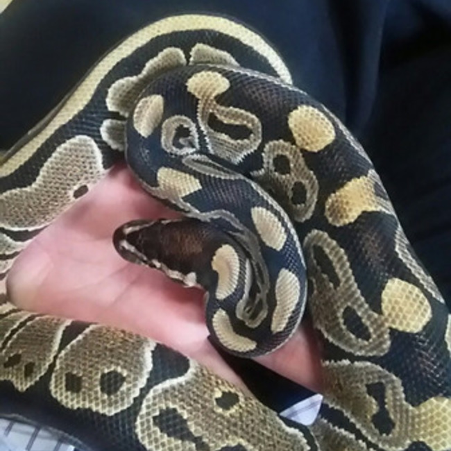 malformaのカバー写真