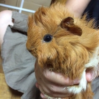 モルモットの男の子達