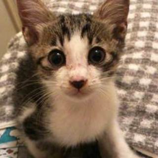 トトくん　２か月くらいの男の子