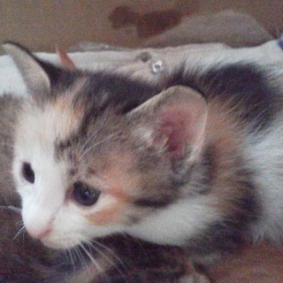 仔猫里親さん募集です♪