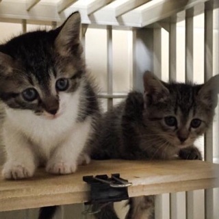 生後1ヶ月半の可愛い姉妹猫です