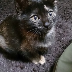 【里親様決定！】　サビ柄の子猫ちゃん