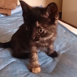 「【里親様決定！】　サビ柄の子猫ちゃん」サムネイル3