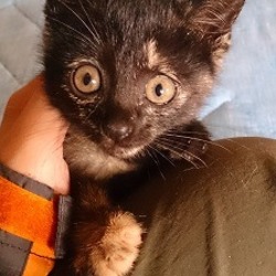 「【里親様決定！】　サビ柄の子猫ちゃん」サムネイル2