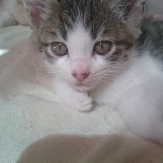 はちわれ 2ヶ月くらい 雄