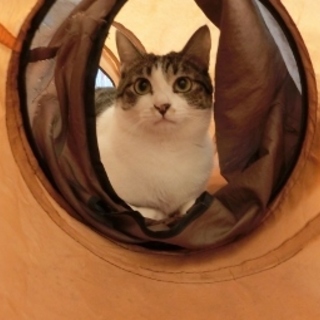 「さんた」お利口さん♪男の子