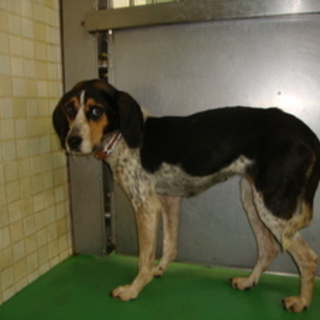 この子を助けて下さい！