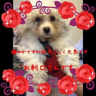 マルプーミルクちゃんは4ヶ月の可愛い女の子です。