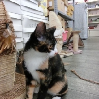 「しゅり」サビ三毛♪女の子