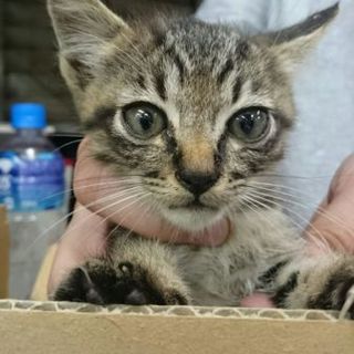 福岡市中央区にて小さなキジの子猫を保護しました