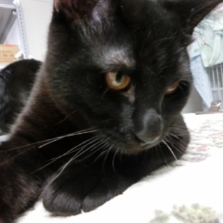 飼いやすい☆「そうせき」抱っこ大好き♪