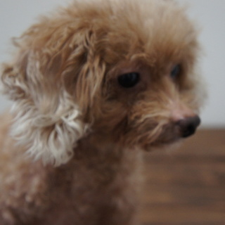 お問い合わせありがとうございました。