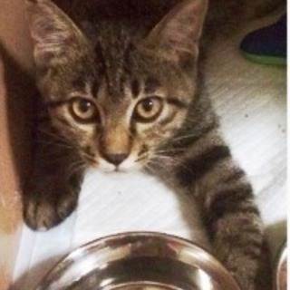 虎之助　５か月くらいの男の子