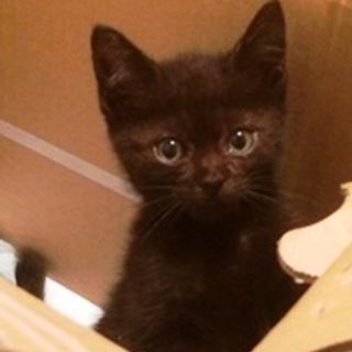 クロロ　２か月くらいの男の子