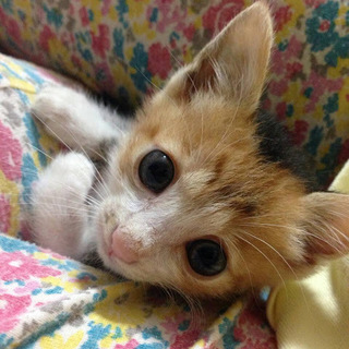 「ミータン」女の子☆１ヶ月半くらい（一時停止）