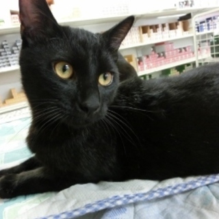 飼いやすい☆「のぐち」マイペースさん♪