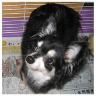 かわいいチワワ１歳