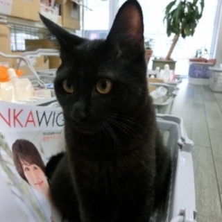 飼いやすい☆「いちよう」抱っこ甘々♪