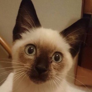 シャムミックス子猫♂