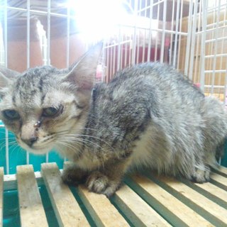 幸せを引っ掛けてくれる？鍵しっぽの雉虎男の子♪