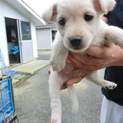 仔犬ちゃんの里親様募集