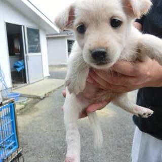 仔犬ちゃんの里親様募集