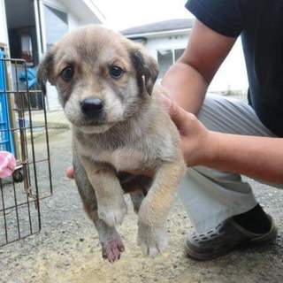 仔犬の里親様を募集しています