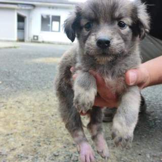 仔犬ちゃんの里親様募集