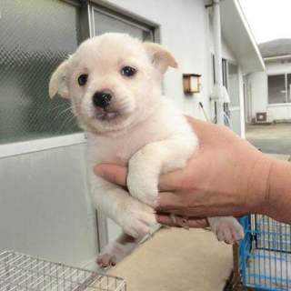 子犬ちゃんの里親募集です