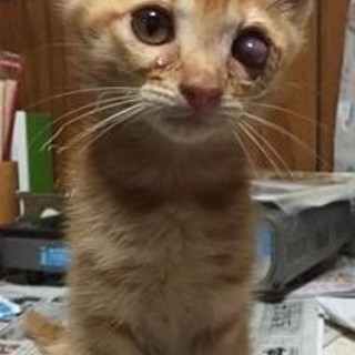 片目だけど甘えん坊な小さ 三重県 猫の里親募集 ペットのおうち 月間利用者150万人 片目だけど甘えん坊な小さ 三重県 猫の里親募集 ペットのおうち 月間利用者150万人