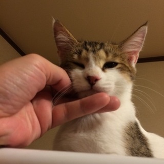 美形３兄妹☆とうもろこしの「とうくん」