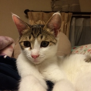 美形３兄妹☆とうもろこしの「こしちゃん」