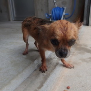 この子を助けて下さい！