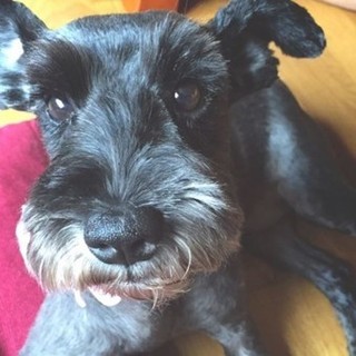 甘えん坊で一途★黒いシュナウザー♀