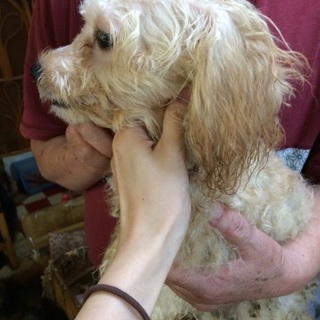 災害にて飼育崩壊。プードル系のオス