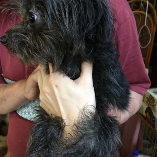 災害にて飼育崩壊された子です