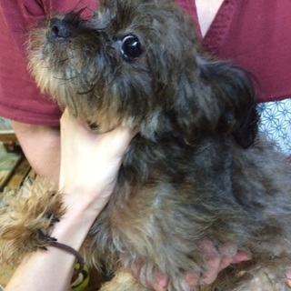 災害にて飼育崩壊にて募集