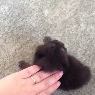 小さな子猫ちゃんです