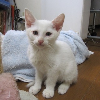 きれいな白猫リロ君　1ヶ月齢