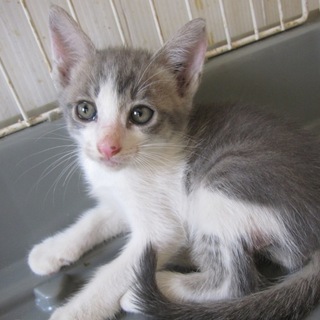 かわいいさば白　スティッチ君　２ヶ月