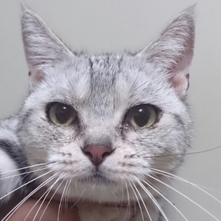 美人なアメショ