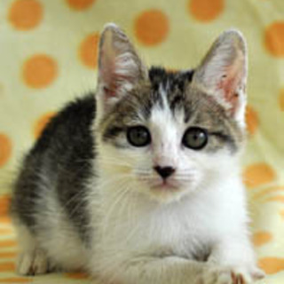 優しいお顔　あんずちゃん♡