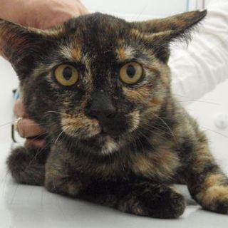 緊急！ハイディの里親募集